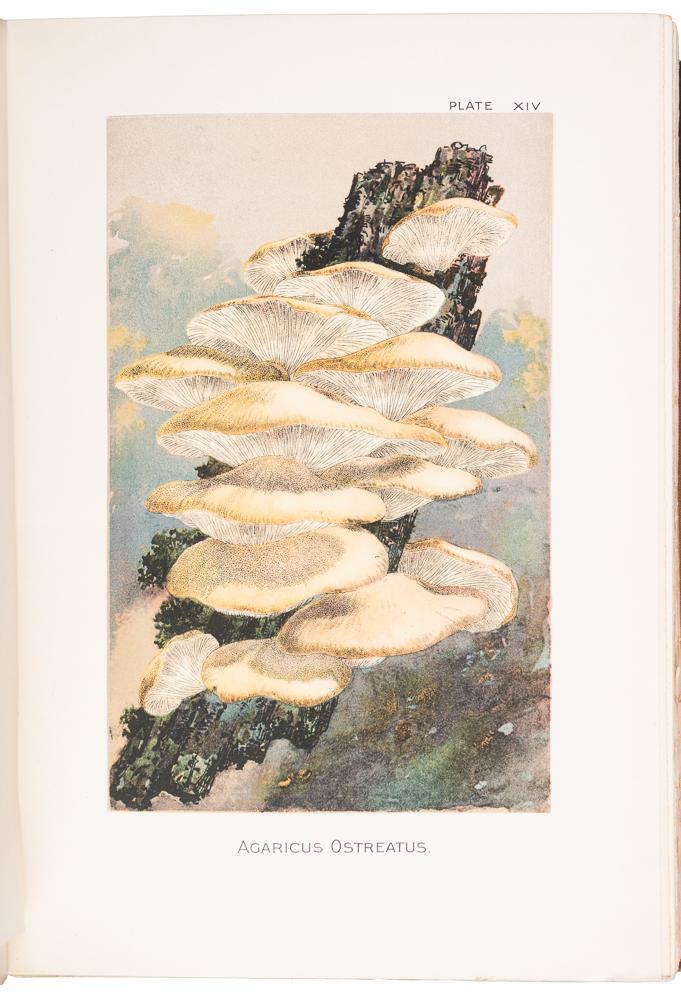Our Edible Toadstools and Mushrooms and How to Distinguish Them