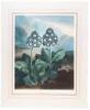 A Group of Auriculas - plate IX from the Temple of Flora