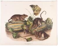 Mus Decumanus, Brown, or Norway Rat. Male, Female & Young. Natural Size