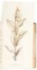 The Botanic Garden. A Poem, in two parts. Part I. Containing the Economy of Vegetation. Part II. The Loves of the Plants. With Philosophical Notes - 6