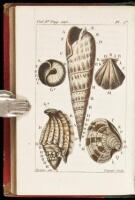 Histoire Naturelle des Coquilles