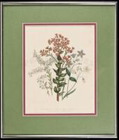 Ten framed color botanical prints