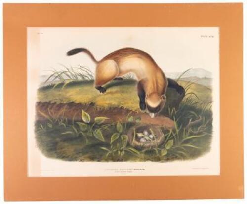 Putorius Negripes, Black Footed Ferret, Natural Size