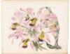 A Century of Orchidaceous Plants selected from Curtis's Botanical Magazine. Consisting of those most worthy of cultivation, systematically arranged, and illustrated with coloured figures and dissections chiefly executed by Mr. Fitch. Accompanied by an int - 4