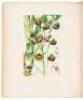 A Century of Orchidaceous Plants selected from Curtis's Botanical Magazine. Consisting of those most worthy of cultivation, systematically arranged, and illustrated with coloured figures and dissections chiefly executed by Mr. Fitch. Accompanied by an int - 6