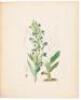 A Century of Orchidaceous Plants selected from Curtis's Botanical Magazine. Consisting of those most worthy of cultivation, systematically arranged, and illustrated with coloured figures and dissections chiefly executed by Mr. Fitch. Accompanied by an int - 7
