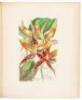 A Century of Orchidaceous Plants selected from Curtis's Botanical Magazine. Consisting of those most worthy of cultivation, systematically arranged, and illustrated with coloured figures and dissections chiefly executed by Mr. Fitch. Accompanied by an int - 8