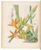 A Century of Orchidaceous Plants selected from Curtis's Botanical Magazine. Consisting of those most worthy of cultivation, systematically arranged, and illustrated with coloured figures and dissections chiefly executed by Mr. Fitch. Accompanied by an int - 9