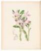 A Century of Orchidaceous Plants selected from Curtis's Botanical Magazine. Consisting of those most worthy of cultivation, systematically arranged, and illustrated with coloured figures and dissections chiefly executed by Mr. Fitch. Accompanied by an int - 10