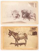 Boudoir cabinet card views of burros