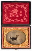 Ambrotype portrait of standing dog (herding dog?)