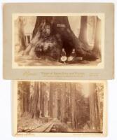 California Redwoods