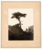 Untitled [Lone Cypress]