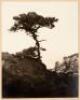 Untitled [Lone Cypress] - 2