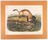 Putorius Negripes, Black Footed Ferret, Natural Size