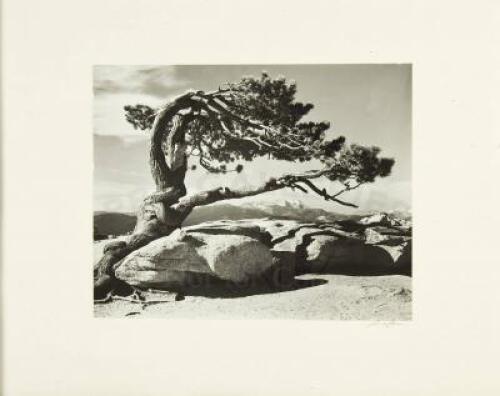 Jeffrey Pine