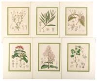 [Twenty hand-colored lithographs from] Atlas der Officinellen Pflanzen: Darstellung und Beschreibung der im Arzneibuche f&uuml;r das Deutsche Reich erw&auml;hnten Gew&auml;chse