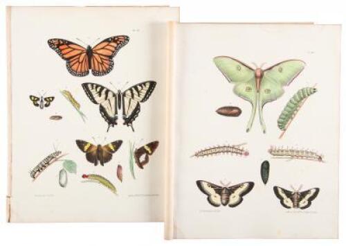 [Thirty-seven lithograph plates from] Vol. V of Natural History of New York