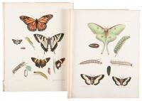 [Thirty-seven lithograph plates from] Vol. V of Natural History of New York