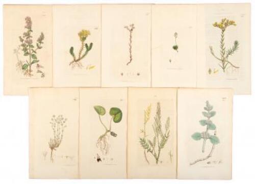 Twelve hand-colored botanical engravings by James Sowerby, nine of which with letterpress descriptions