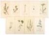 Twelve hand-colored botanical engravings by James Sowerby, nine of which with letterpress descriptions