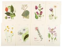 Forty-eight botanical color plates