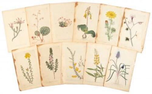 Twelve hand-colored botanical engravings published by William Curtis