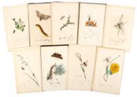 Twenty-two hand-colored botanical and entomological prints published by Thomas and Samuel Curtis