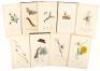 Twenty-two hand-colored botanical and entomological prints published by Thomas and Samuel Curtis