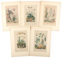 Five hand-colored botanical and entomological lithographs from drawings by F.E. Guérin