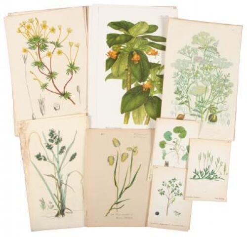 Thirty seven botanical plates - some hand-colored