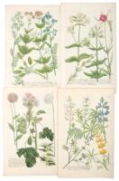 Six folio hand-colored botanical engravings - two from William Curtis's Flora Londinensis