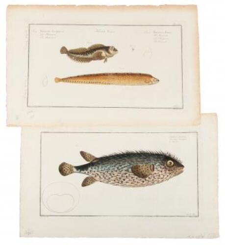 Diodon Atinga [with] Blennius Gunellus/Blennius Pholis - two plates from Okonomische Allgemeine Naturgeschichte der Auslandischen Fische