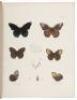 [Thirty-seven lithograph plates from] Vol. V of Natural History of New York - 2