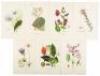 Forty-eight botanical color plates - 2