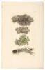 Fifteen hand-colored botanical engravings by James Sowerby, many with letterpress descriptions - 2