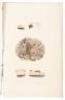 Fifteen hand-colored botanical engravings by James Sowerby, many with letterpress descriptions - 3