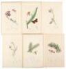 Twenty-two hand-colored botanical and entomological prints published by Thomas and Samuel Curtis - 2
