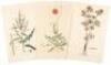[Collection of plates from] Flora Londinensis...a History of the Plants Indigenous to Great Britain - 3