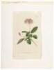 Twelve hand-colored botanical engravings published by William Curtis - 2