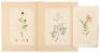 Twelve hand-colored botanical engravings by James Sowerby, nine of which with letterpress descriptions - 2