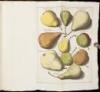 Beschrijving en Afbeeldingen van de Beste Soorten van Appelen en Peeren... [with] Beschrijving van Vruchtmoomen en Vruchten, die men in Hoven Plant en Onderhoudt...[with] Beschrijving van Plantagie-Gewassen... - 7