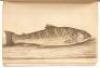 The History of Esculent Fish - 3