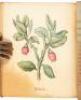 Botanical Illustrations of the Twenty-four Classes in the Linnaean System of Vegetables, by Select Specimens of English Plants - 4