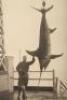 Signed photograph of Zane Grey with his record 582-pound broadbill swordfish catch - 3