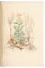 Les Fleurs Animées [bound with] Botanique des Dames [and] Culture des Fleurs: Horticulture des Dames - 4