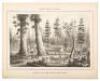 Vischer's Views of California: The Mammoth Tree Grove Calaveras County, California. And Its Avenues - 3