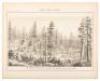 Vischer's Views of California: The Mammoth Tree Grove Calaveras County, California. And Its Avenues - 6