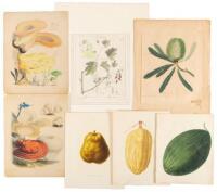 Seven miscellaneous 19th century botanical prints, some hand-colored