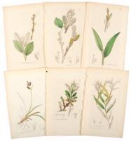 Fifteen hand-colored botanical engravings by James Sowerby, many with letterpress descriptions